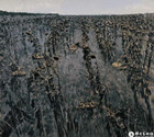 葵园十二景·西风瘦^-^  Twelve Views of a Sunflower Field II